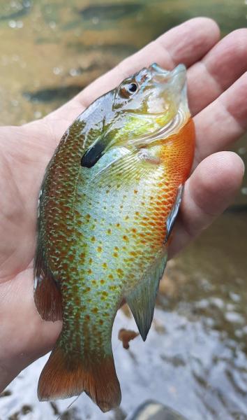 Redbreast Sunfish - Little Patuxent - 10Jul21.jpg