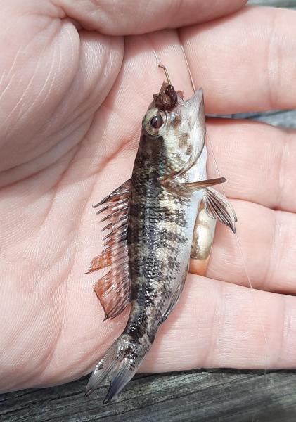 Black Sea Bass - Worcester St Pier OC Inlet - 15May22.jpg