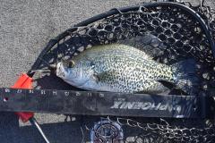 May1crappie.jpg