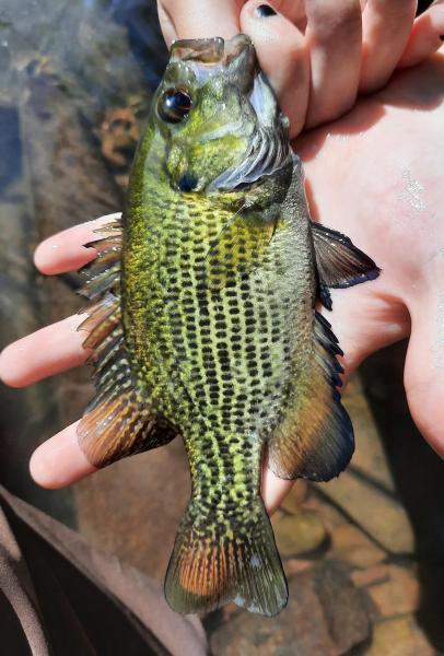 Rock Bass - Sideling Hill Crk - 29May22.jpg