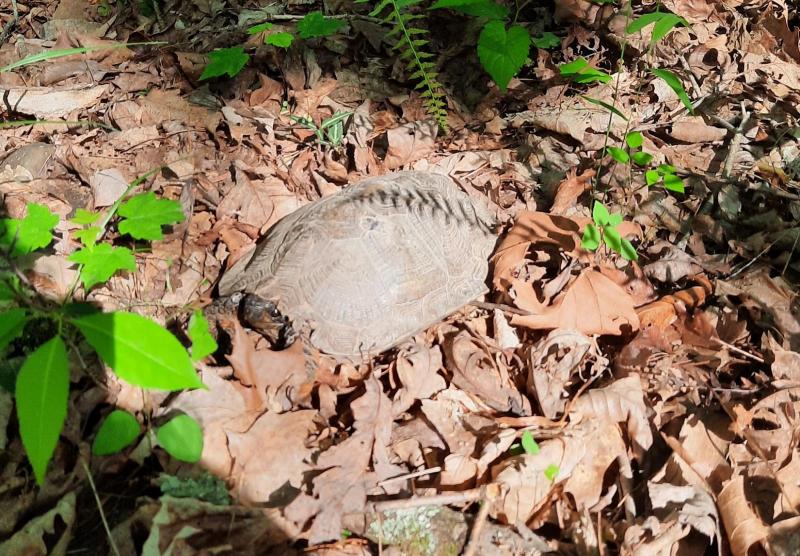 Male Wood Turtle - Sideling Hill Crk - 29May22.jpg