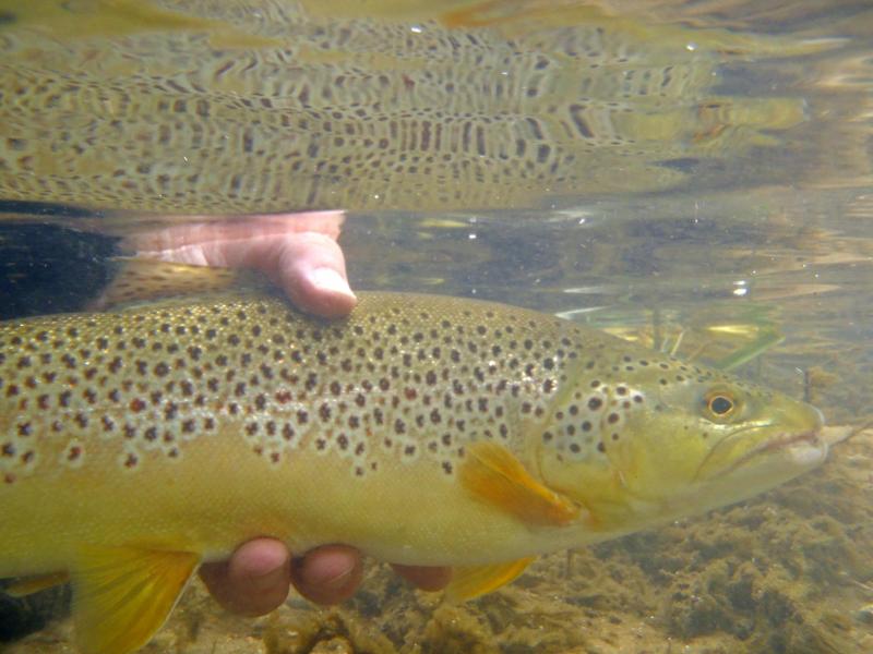 Brown trout - 18 inch Current river 01Apr16 (1).JPG