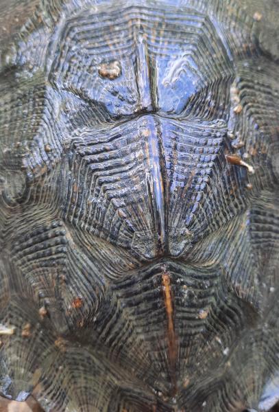 Wood Turtle Back CP 15mile crk - 26May22.jpg