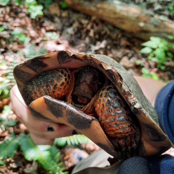 Male Wood Turtle  CP face - Sideling Hill Crk - 29May22.jpg