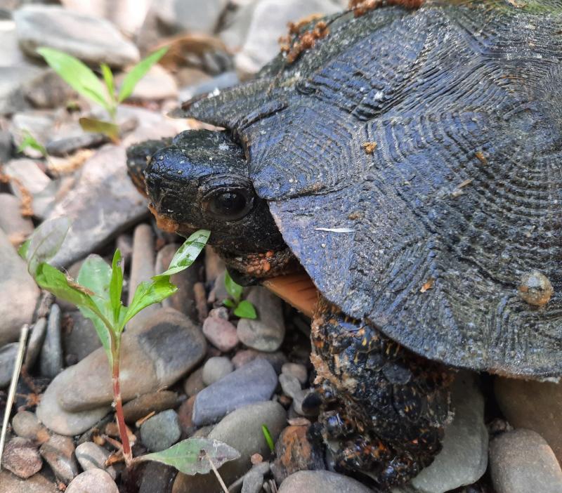 Wood Turtle 15mile crk - 26May22.jpg