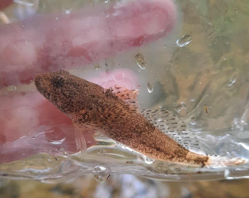 Livie Potomac Sculpin - 15mile Crk - 26May22.jpg