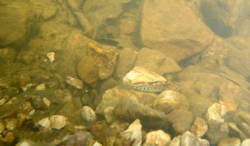 Orangethroat Darter (1) 25Apr15 Little Bonne Femme Creek.JPG