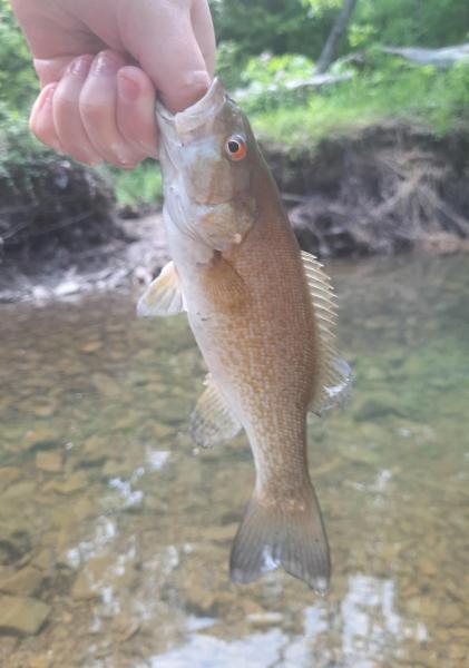 Livie Smallmouth - 15mile Crk - 26May22.jpg