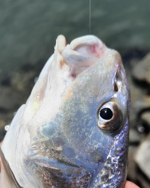 Atlantic Croaker CP - Chincoteague - 16Jul22.jpg