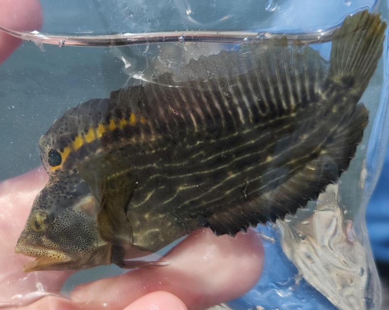 Livie Striped Blenny - Chincoteague - 04Jul22.jpg