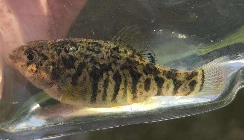 Livie Female Sheepshead Minnow 2 - Fox Pass Pond - 24Jul22.jpg