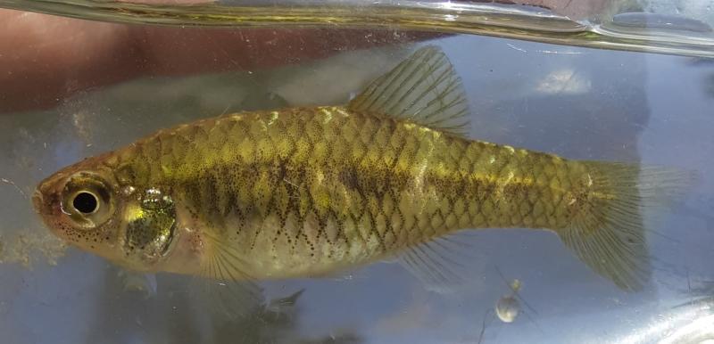 Rainwater Killifish - Fox Pass Pond - 24Jul22.jpg