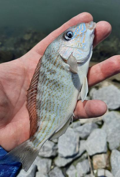 Pigfish - Chincoteague Island - 04Jul22.jpg