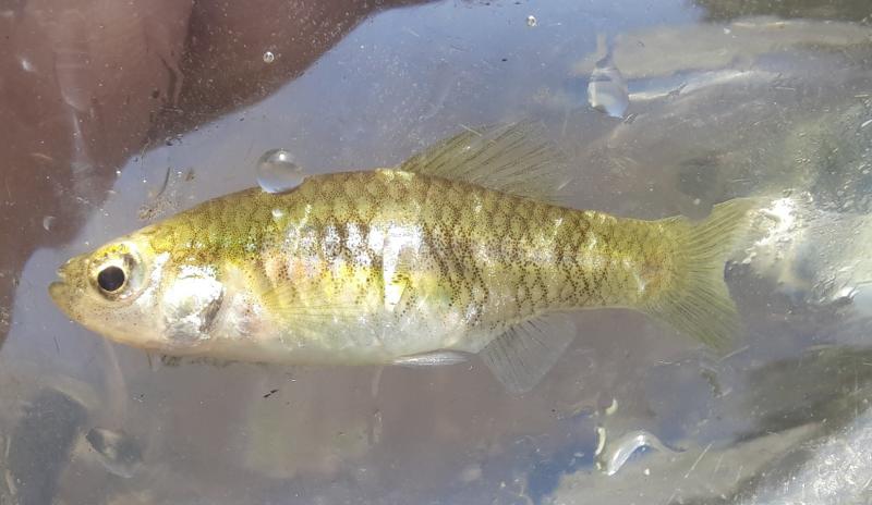 Livie Rainwater Killifish - Fox Pass Pond - 24Jul22.jpg