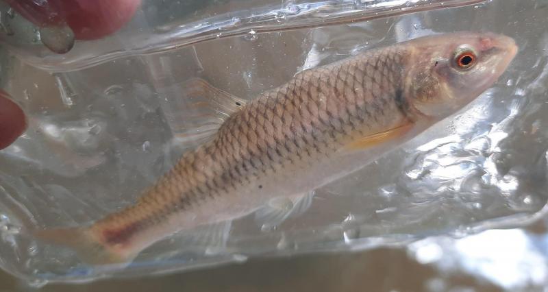 Bluehead Chub  - Tuscarora Crk 11Jun22.jpg