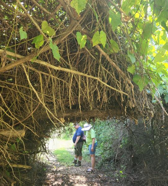 Grape vine Arch - Fox Pass Pond - 24Jul22.jpg