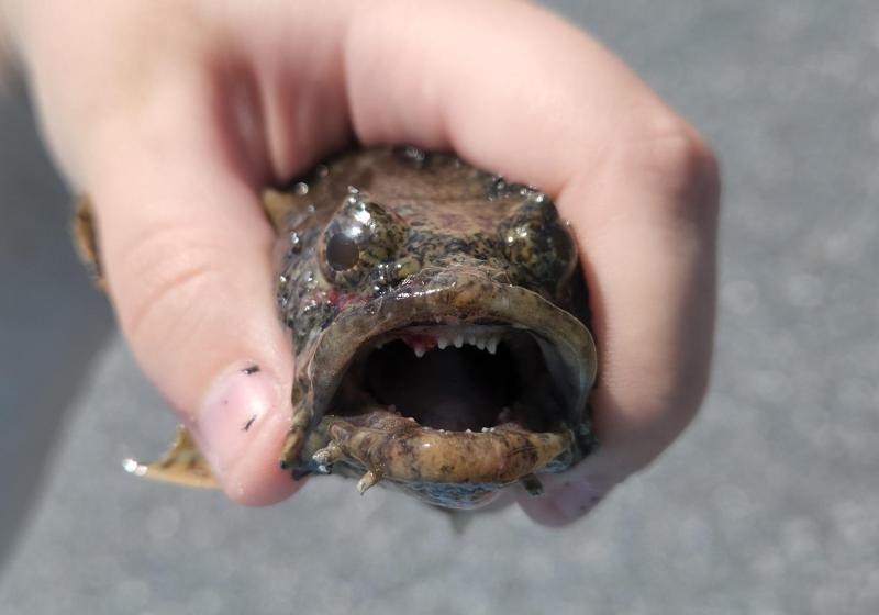 Livie Oyster Toadfish Face CP- Chincoteague - 04Jul22.jpg