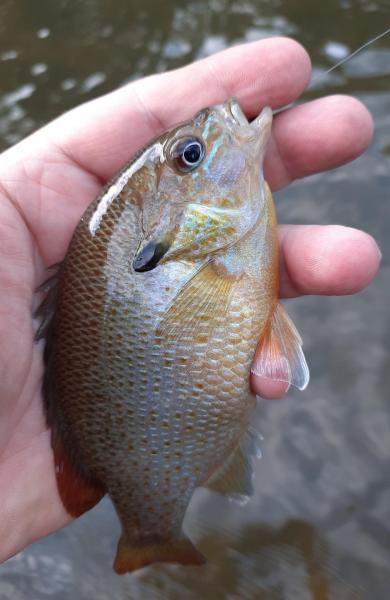 Redbreast Sunfish - Monocacy River - 11Jun22.jpg