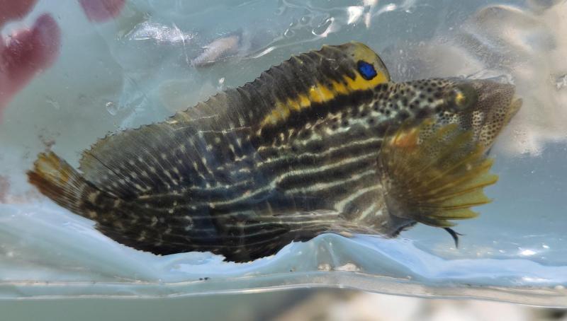 Striped Blenny - Chincoteague - 04Jul22.jpg