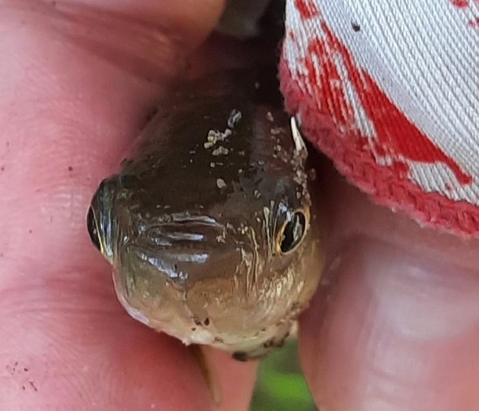 Sue Mummichog CP face - Fox Pass Pond - 24Jul22.jpg