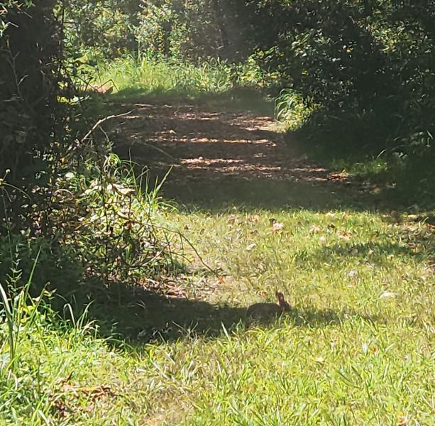 Cottontail rabbit - Fox Pass Pond - 24Jul22.jpg