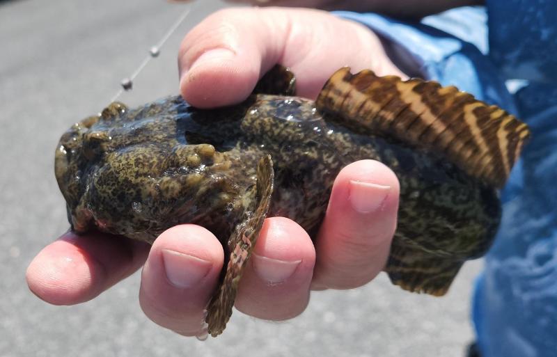 Oyster Toadfish - Chincoteague - 04Jul22.jpg