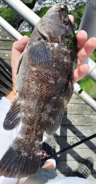 Tautog - AC NJ - 10Jul22.jpg