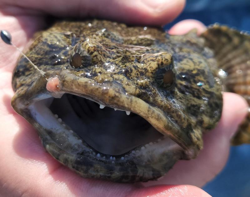 Oyster Toadfish Face CP - Chincoteague - 04Jul22.jpg