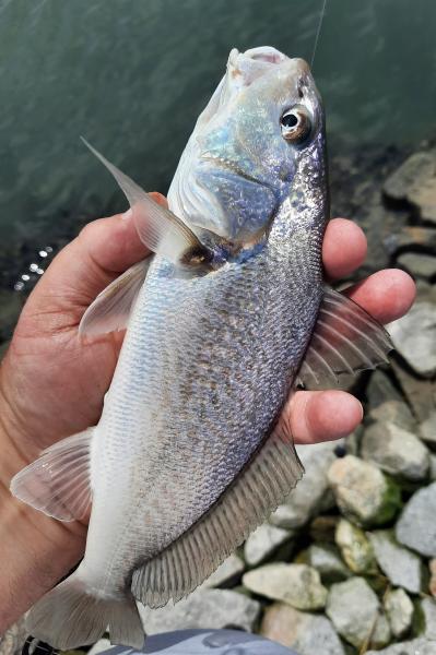 Atlantic Croaker - Chincoteague - 16Jul22.jpg