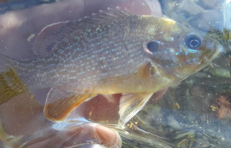 Green Sunfish 2 - Potomac River - 18Jun22.jpg