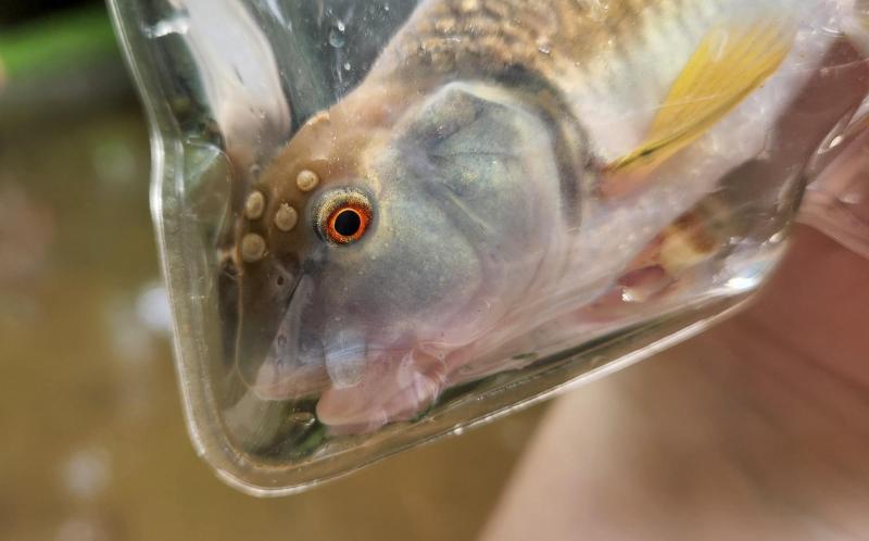 Livie Bluehead Chub Left side - Tuscarora Crk 11Jun22.jpg