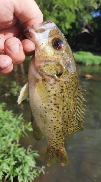 Ozark Bass (1) - Finley Crk - 07Jul20.jpg