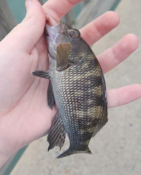 Livie Black Sea Bass - Cape Charles Pier - 10Sep22.jpg