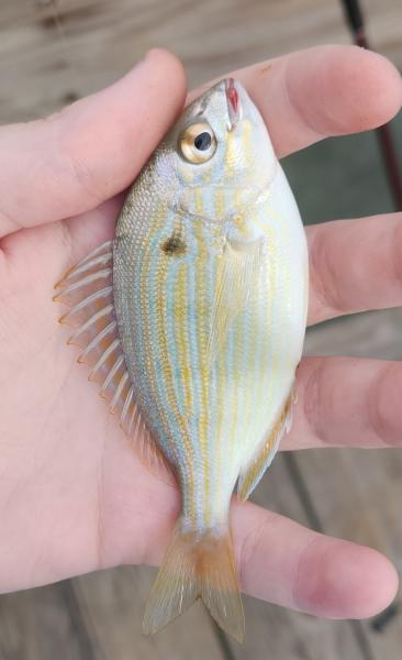 Livie Pinfish - Cape Charles Pier - 10Sep22.jpg