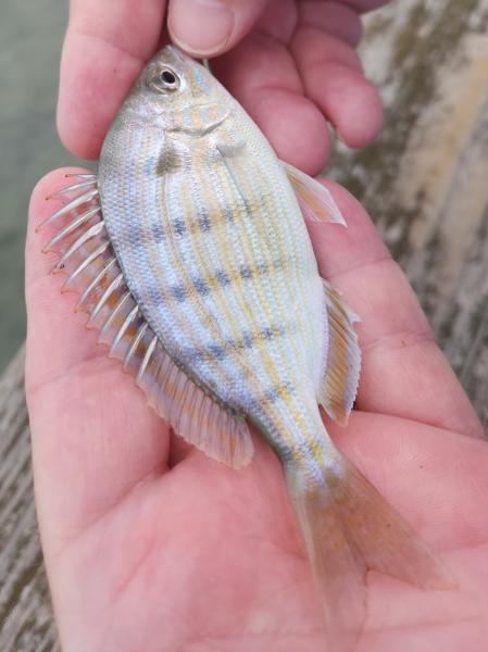 Pinfish - Cape Charles Pier - 10Sep22.jpg