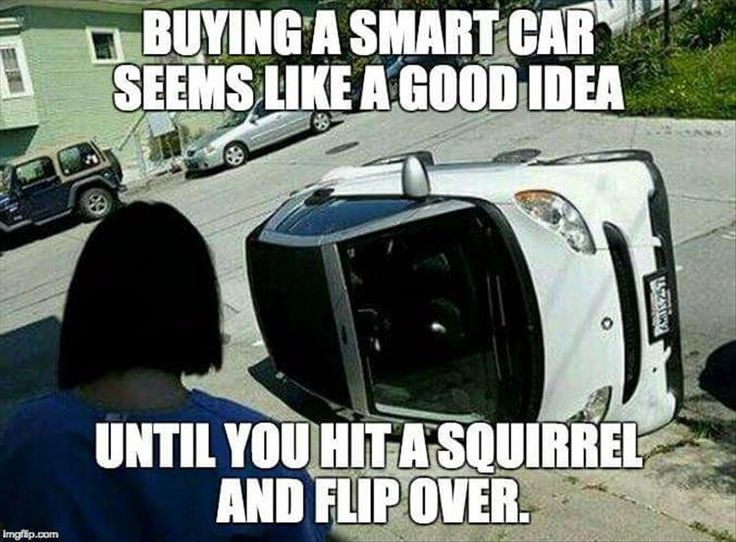 c589c17c62b25e3ed2f50f077d1f0946--squirrel-memes-a-squirrel.jpg