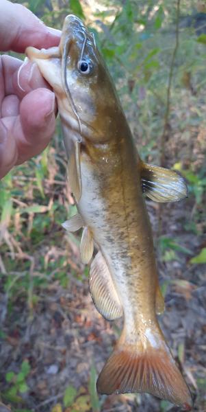 Flat Bullhead - Kit Creek, Carey NC - 14Oct22.jpg