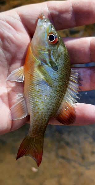 Redbreast sunfish - Eno Rvr - 15Oct22.jpg