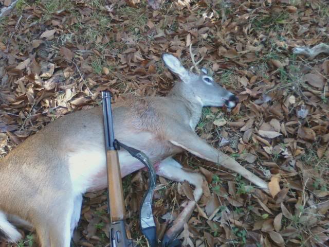 2012deer2.jpg