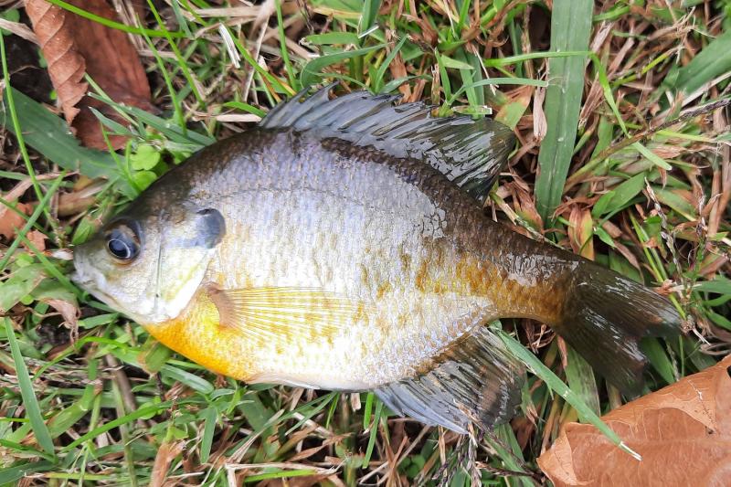 Bluegill Sunfish - Wye East Rvr - 30Oct22.jpg