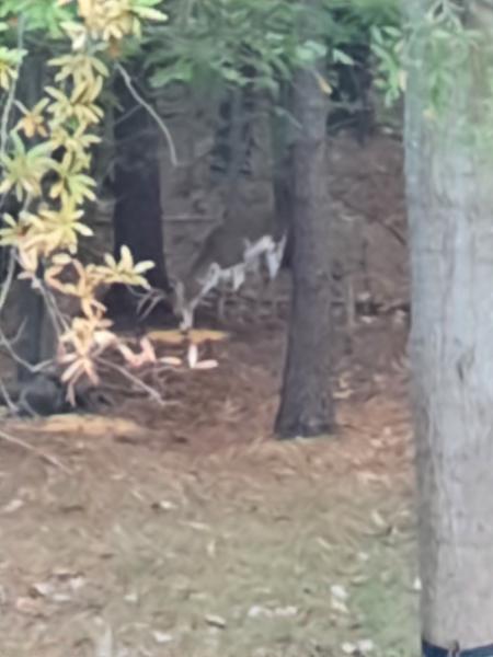 Piebald Buck 30Oct21 (2).jpg