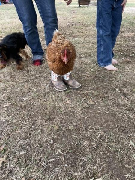 chicken boots.jpeg