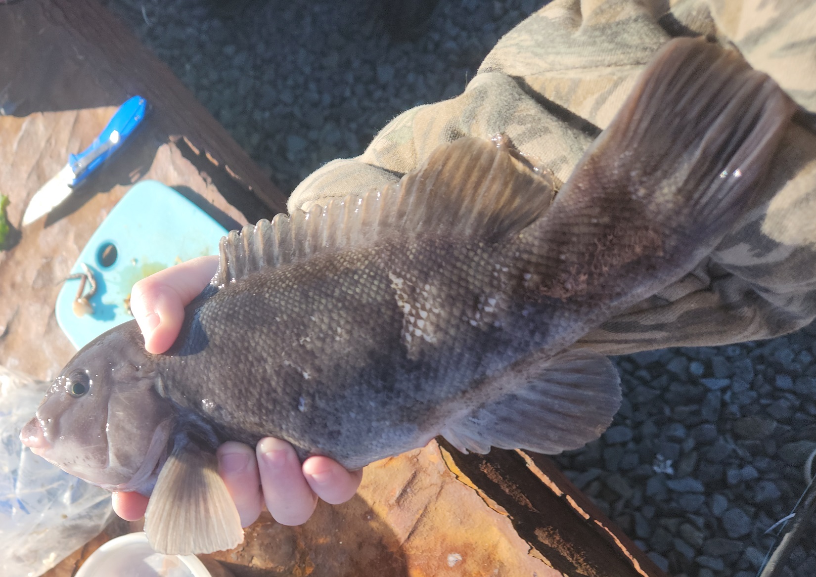 NJ fishing: Winter flounder in Shark River, Barnegat Bay waking up