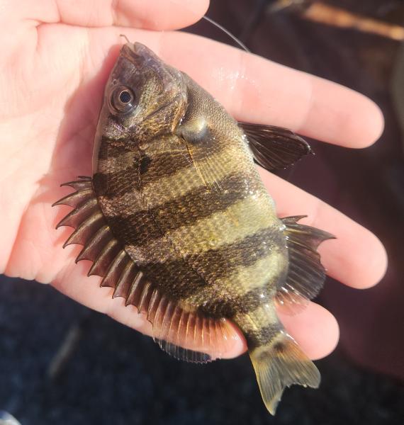 Livie Sheepshead - Shark River - 09Dec22.jpg