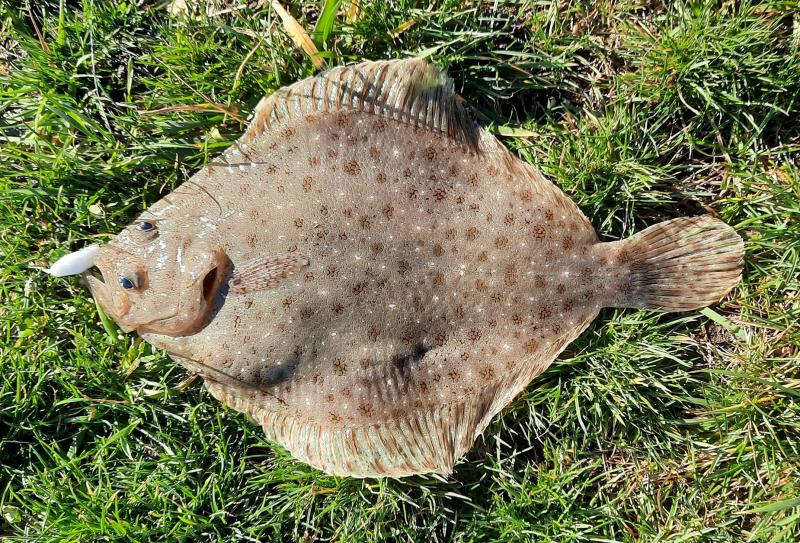 Windowpane Flounder - Shark River - 09Dec22.jpg