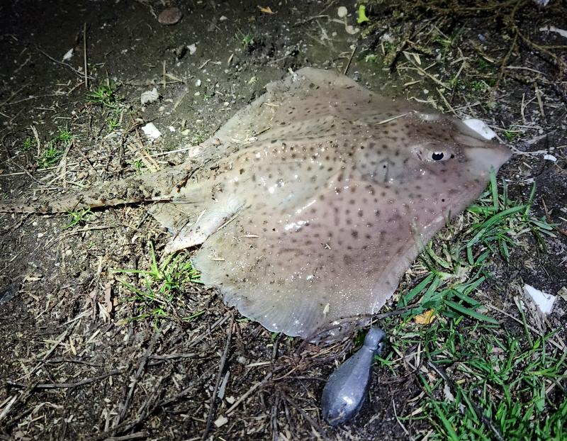 Little Skate  - Harrah's - Absecon Bay - 08Dec2.jpg