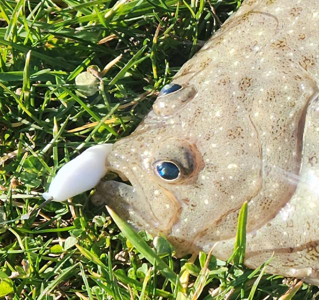 Windowpane Flounder CP - Shark River - 09Dec22.jpg