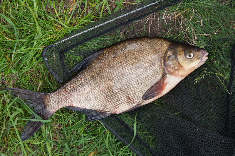 single-freshwater-fish-common-bream-black-fishing-net-close-up-view-just-taken-water-known-as-bronze-carp-x-95954988.jpg