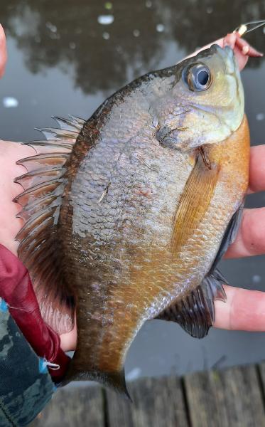 Bluegill Sunfish 2 - Wye East Rvr - 31Dec22.jpg