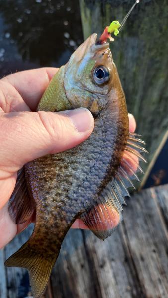 Bluegill Sunfish - Wye East Rvr - 30Dec22.jpg